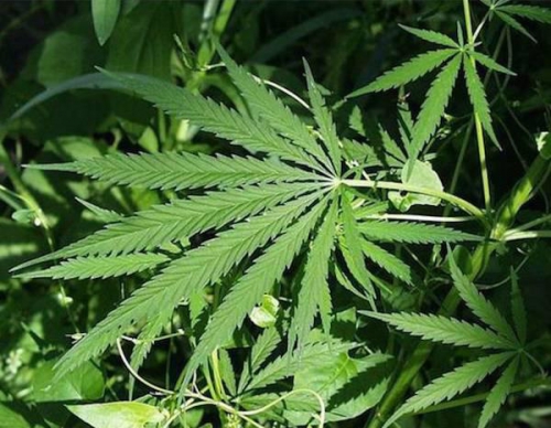 absorbing-facts-about-marijuana-5