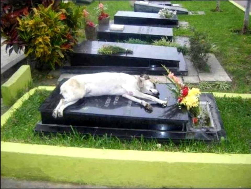 6 évig járt a kutya gazdája sírjához ? szívszorító történet