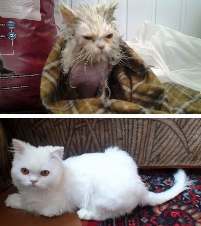 26 cica szerencsés megmenekülése: Képek arról, mikor megtalálták őket és mikor már szerető otthonra találtak