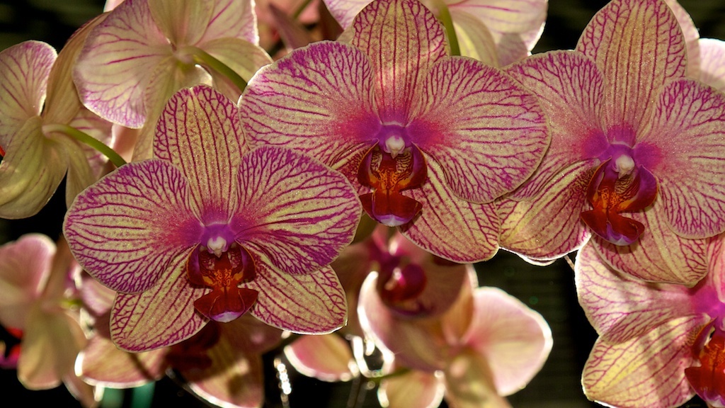 20130629111900_orchidea_barnas
