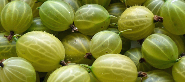 how-to-grow-gooseberries-close-up