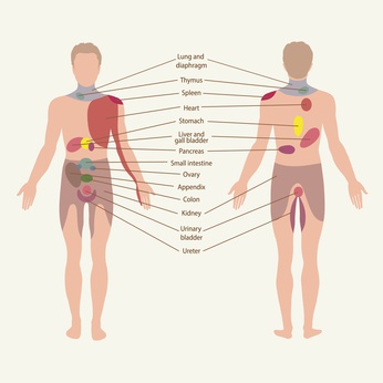 pain zones, organs points