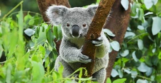 Torokfájás gyógyítása a koalák eledelével? Igen :)