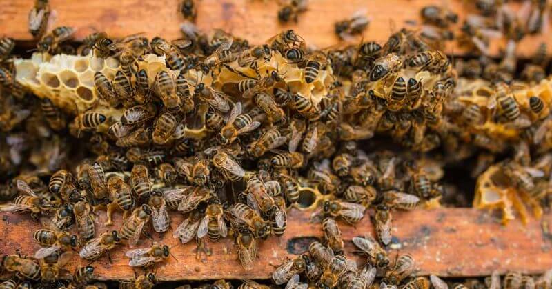 Franciaország az első ország, amely betiltja mind a 5 méhhalálhoz kapcsolódó vegyszert
