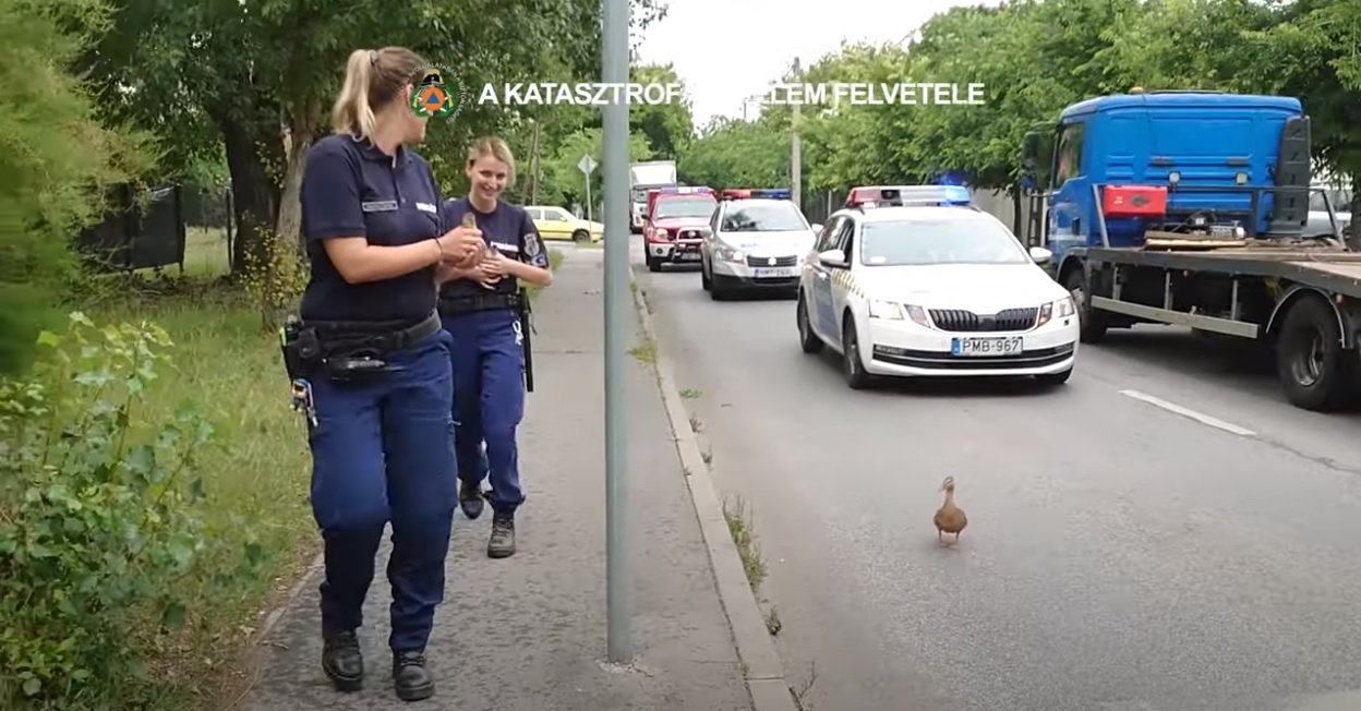 Két villogó rendőrautó és egy tűzoltóautó kísért egy kacsát Budapesten
