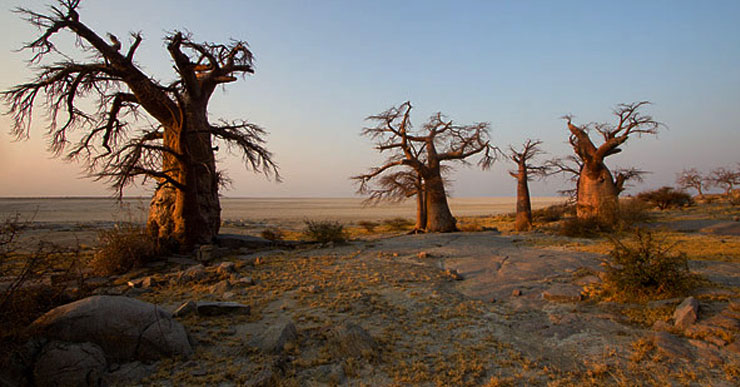 Haldokolni kezdtek a világ legöregebb fái: vége a természetnek?